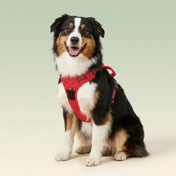 Australian Shepherd wearing Hounddale No-Pull Harness Vest, cream to sage gradient