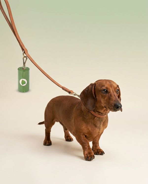 Dachshund with Hounddale Biodegradable Poop Bags, cream to sage gradient