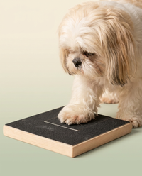 Shih Tzu with Hounddale Nail File Board, cream to sage gradient