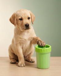 Labrador puppy with Hounddale Paw Cleaning Cup, cream to sage gradient